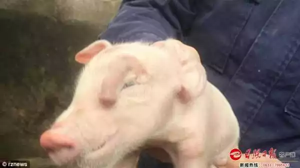 Mutant Piglet Born With Extra Nose On Its Forehead In China